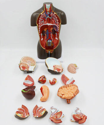 HAM-06 TORSO HALF SIZE WITH HEAD (YOUTH) 7 PARTS WITH DETAILED KEY CARD