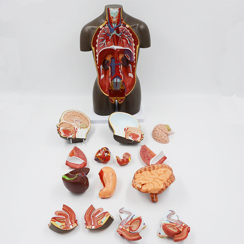 HAM-06 TORSO HALF SIZE WITH HEAD (YOUTH) 7 PARTS WITH DETAILED KEY CARD HAM-06 TORSO HALF SIZE WITH HEAD (YOUTH) 7 PARTS WITH DETAILED KEY CARD