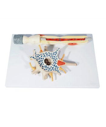 ZM-32 NERVE CELL MODEL-MOUNTED ON BASE