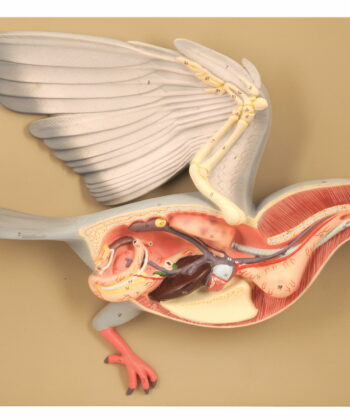 ZM-12 MODEL PIGEON DISSECTION- MOUNTED ON BASE