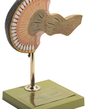 ZM-07 MODEL COMPOUND OR FACET EYE MOUNTED ON BASE
