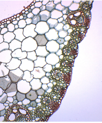 MCS-11P BOTANY PREPARED SLIDE- LEAF STRUCTURE - DICOT