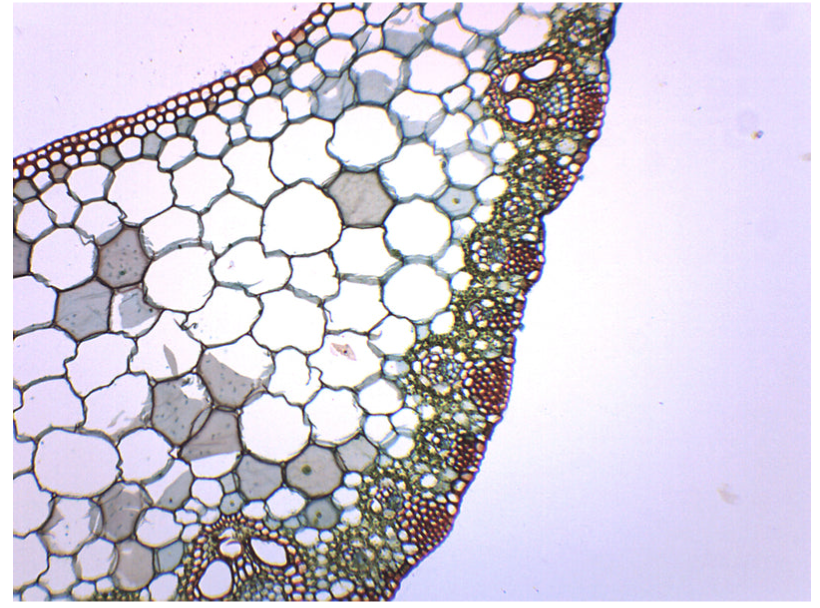 MCS-11P BOTANY PREPARED SLIDE- LEAF STRUCTURE - DICOT MCS-11P BOTANY PREPARED SLIDE- LEAF STRUCTURE - DICOT