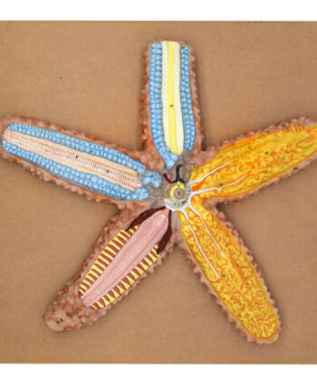 ZM-16 STAR FISH MODEL, THREE DIMENSIONAL, SECTIONAL VIEW WITH HAND PAINTED DETAILS - MOUNTED ON BASE