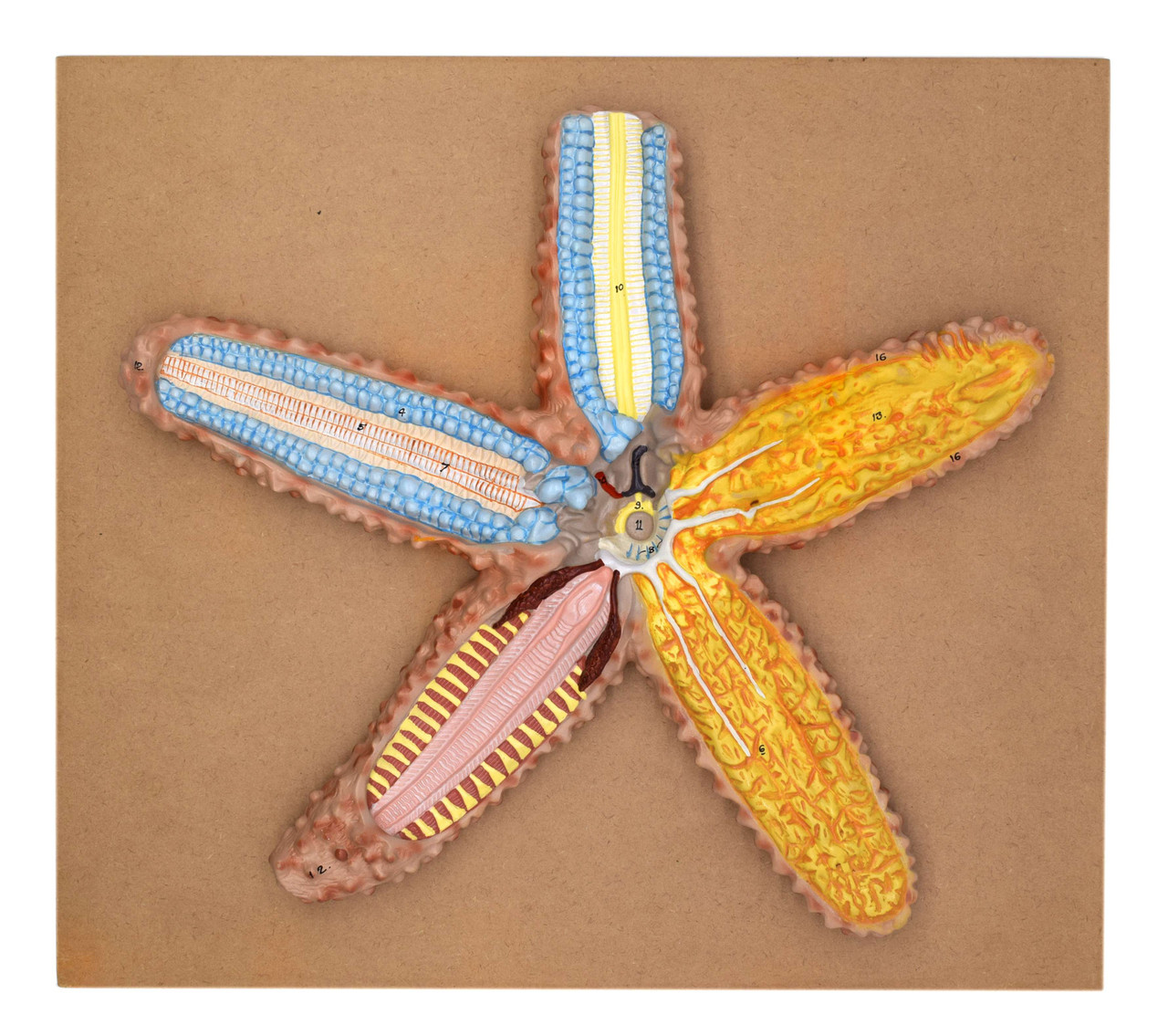 ZM-16 STAR FISH MODEL, THREE DIMENSIONAL, SECTIONAL VIEW WITH HAND PAINTED DETAILS - MOUNTED ON BASE ZM-16 STAR FISH MODEL, THREE DIMENSIONAL, SECTIONAL VIEW WITH HAND PAINTED DETAILS - MOUNTED ON BASE