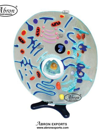ZM-20 ANIMAL CELL MODEL (SHOWING ULTRAMICROSCOPIC DETAIL)- MOUNTED ON STAND