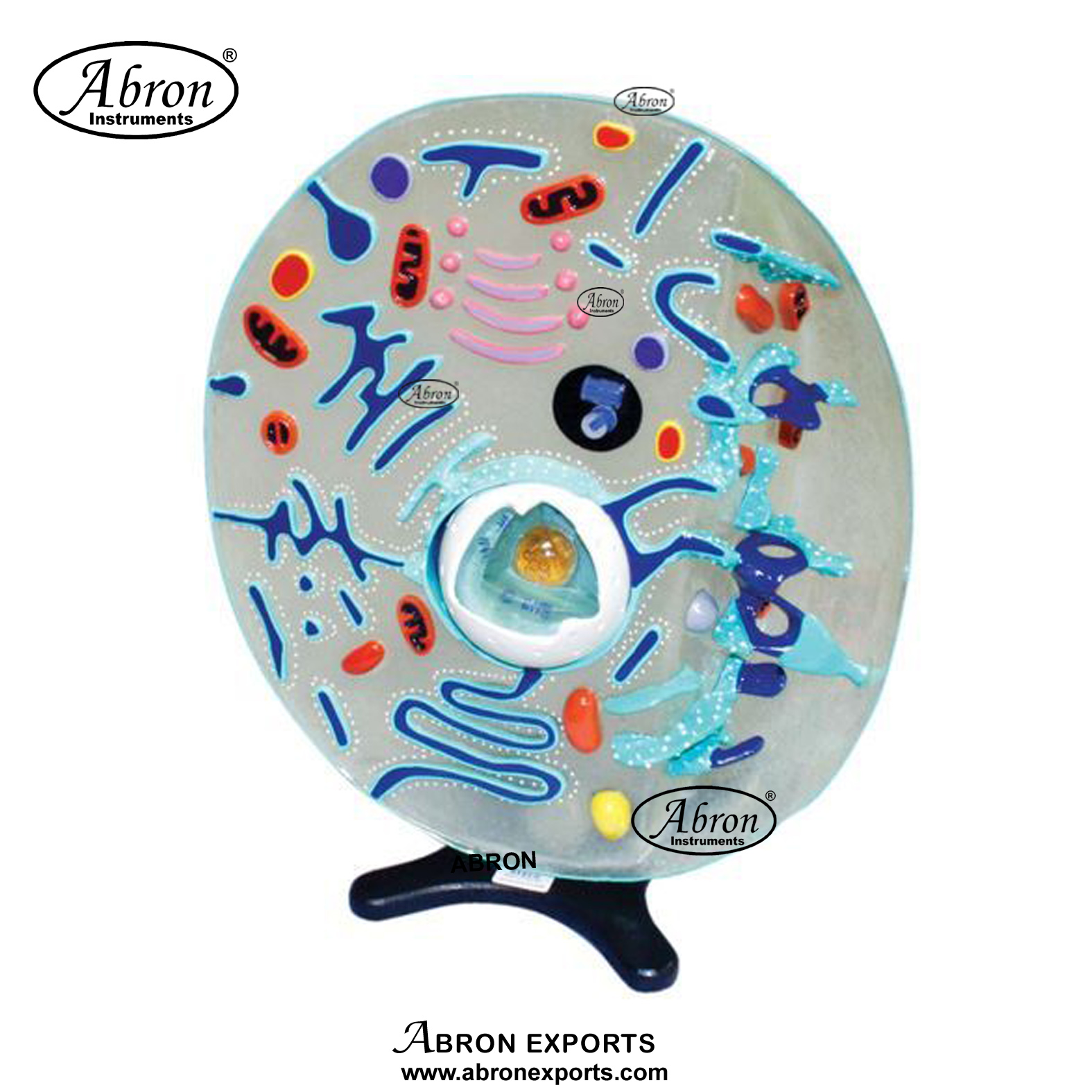 ZM-20 ANIMAL CELL MODEL (SHOWING ULTRAMICROSCOPIC DETAIL)- MOUNTED ON STAND ZM-20 ANIMAL CELL MODEL (SHOWING ULTRAMICROSCOPIC DETAIL)- MOUNTED ON STAND