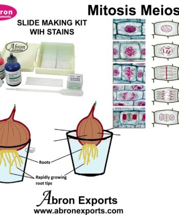 MCS-11D BOTANY PREPARED SLIDE-MITOSIS CELL DIVISION - PLANTS