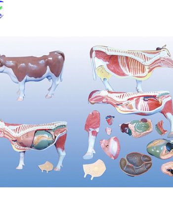 VM-05 DIGESTIVE SYSTEM OF COW