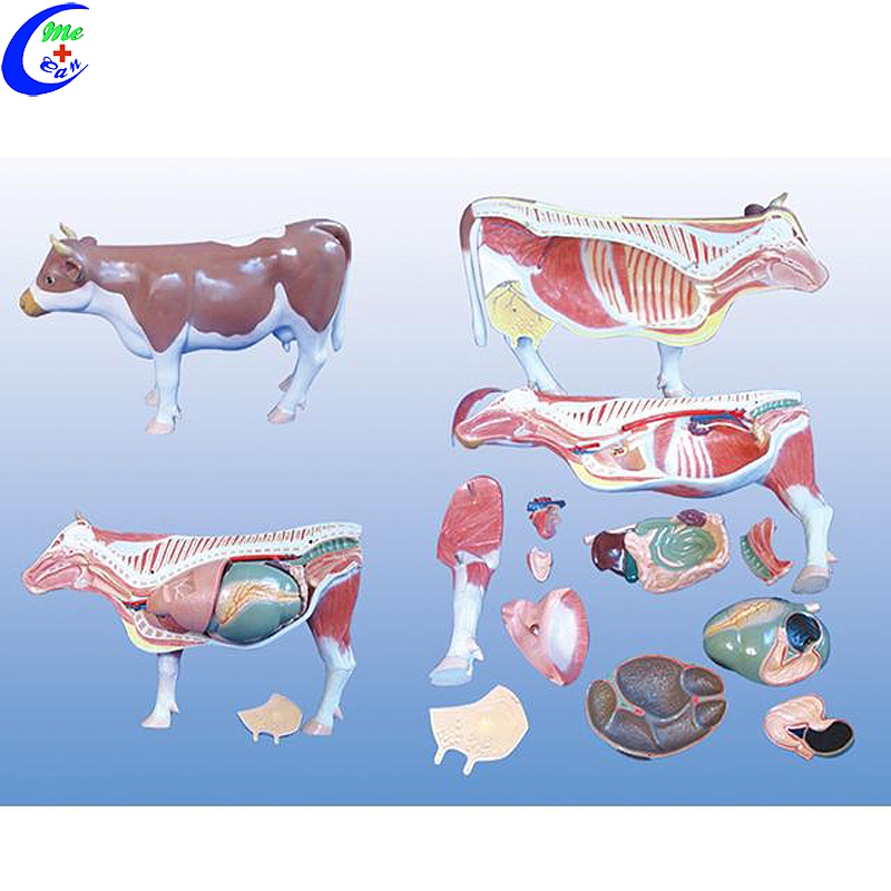 VM-05 DIGESTIVE SYSTEM OF COW VM-05 DIGESTIVE SYSTEM OF COW