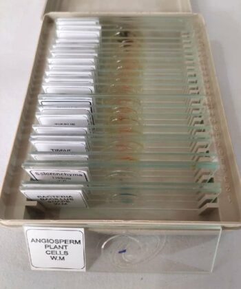 MCS-11G BOTANY PREPARED SLIDE-PLACENTATION
