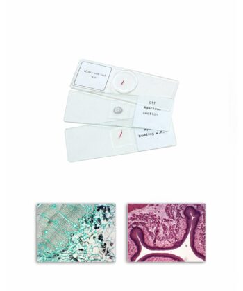 MCS-10B ZOOLOGY PREPARED SLIDES- PORIFERA