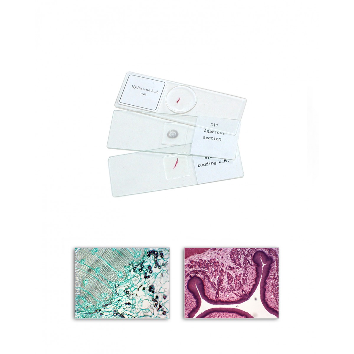 MCS-9 General Microscopy Study prepared slides MCS-9 General Microscopy Study prepared slides