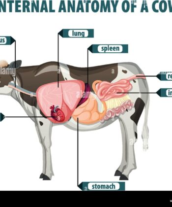 VM-02 INTERNAL ORGAN OF COW