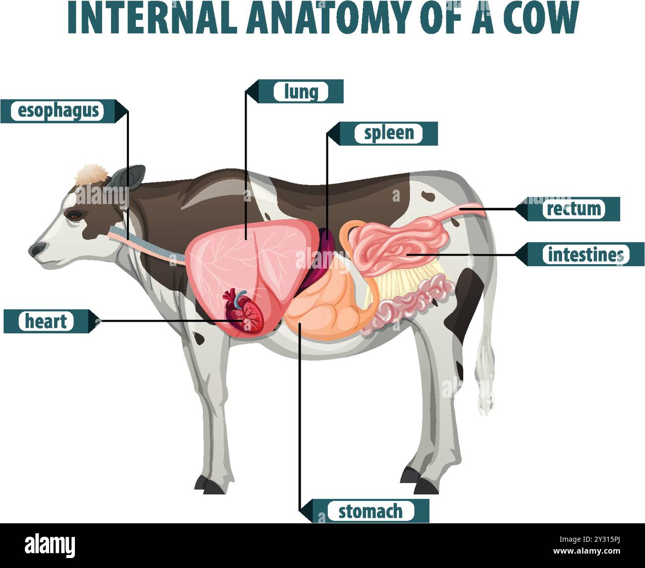 VM-02 INTERNAL ORGAN OF COW VM-02 INTERNAL ORGAN OF COW