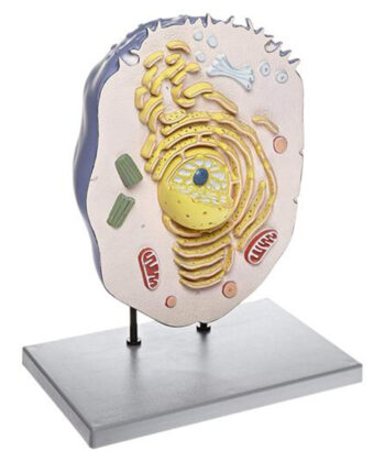 ZM-18 ANIMAL CELL MODEL- MOUNTED ON STAND