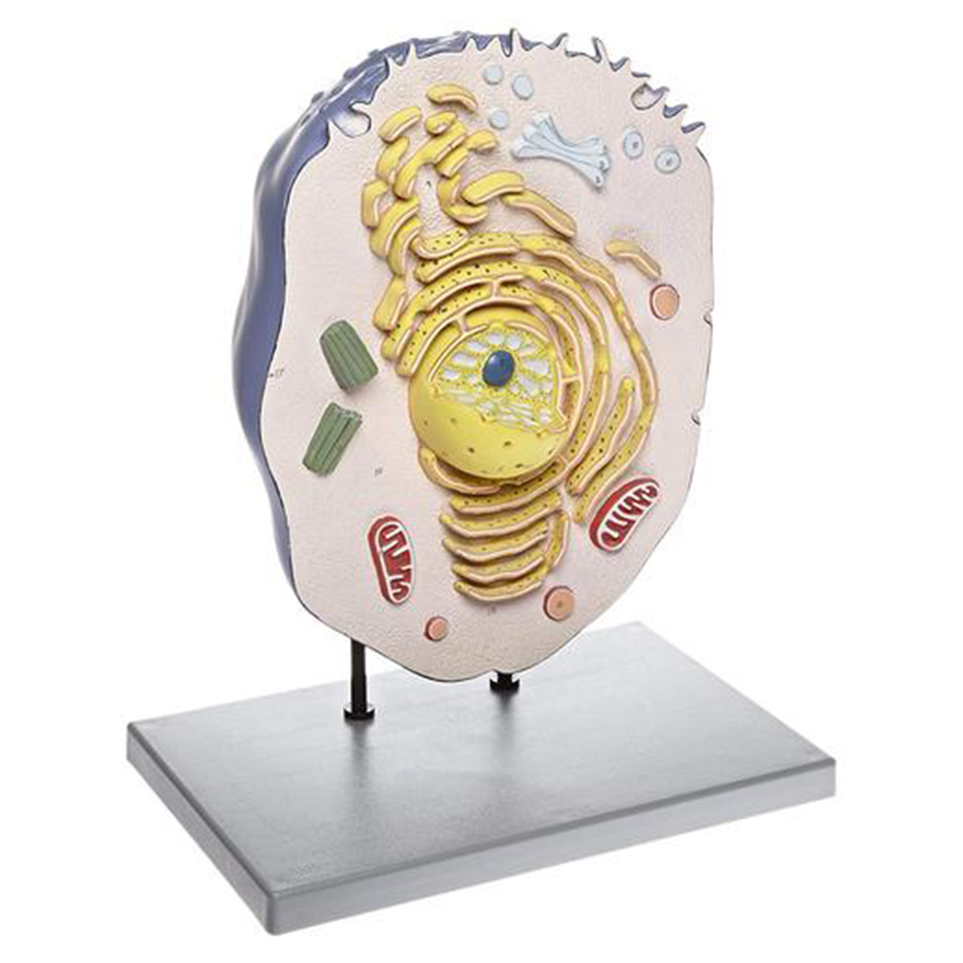 ZM-18 ANIMAL CELL MODEL- MOUNTED ON STAND ZM-18 ANIMAL CELL MODEL- MOUNTED ON STAND