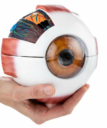 HAM-10 HUMAN EYE MODEL 5 TIMES ENLARGED-7 PARTS WITH DETAILED KEY CARD