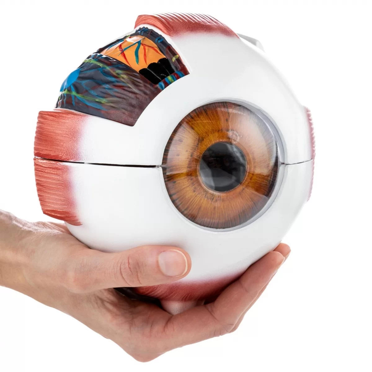 HAM-10 HUMAN EYE MODEL 5 TIMES ENLARGED-7 PARTS WITH DETAILED KEY CARD HAM-10 HUMAN EYE MODEL 5 TIMES ENLARGED-7 PARTS WITH DETAILED KEY CARD