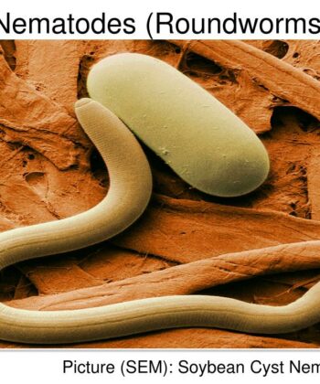 MCS-10F ZOOLOGY PREPARED SLIDES- NEMATODES (ROUND WORMS)