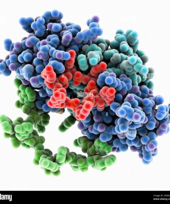 ZM-29 RIBONUCLEIC ACID (RNA MODEL) MOUNTED ON BASE