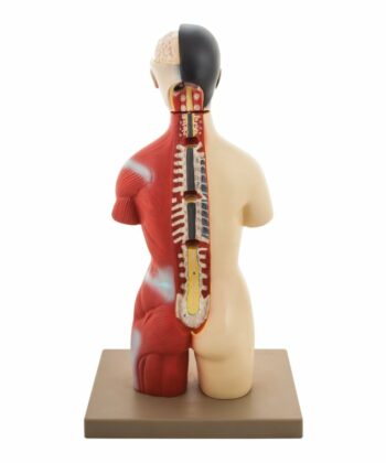 HAM-07 TORSO HALF SIZE WITH HEAD -12 PARTS WITH DETAILED KEY CARD