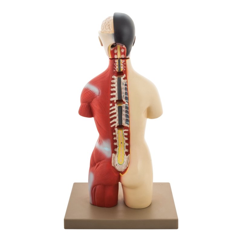 HAM-07 TORSO HALF SIZE WITH HEAD -12 PARTS WITH DETAILED KEY CARD HAM-07 TORSO HALF SIZE WITH HEAD -12 PARTS WITH DETAILED KEY CARD