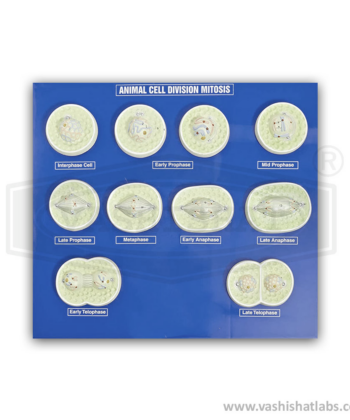 MCS-10Q ZOOLOGY PREPARED SLIDES-MITOSIS CELL DIVISION-ANIMAL