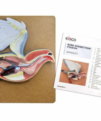 ZM-13 MODEL PIGEON DISSECTION( SMALLER SIZE)- MOUNTED ON BASE