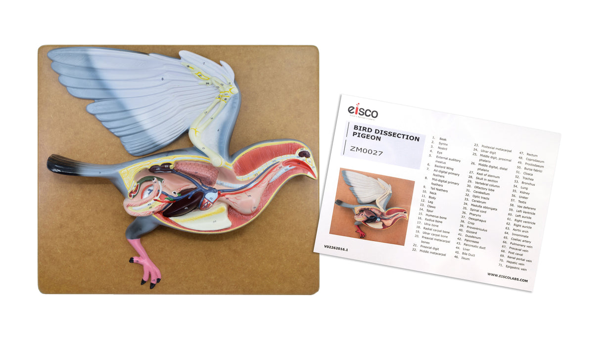 ZM-13 MODEL PIGEON DISSECTION( SMALLER SIZE)- MOUNTED ON BASE ZM-13 MODEL PIGEON DISSECTION( SMALLER SIZE)- MOUNTED ON BASE